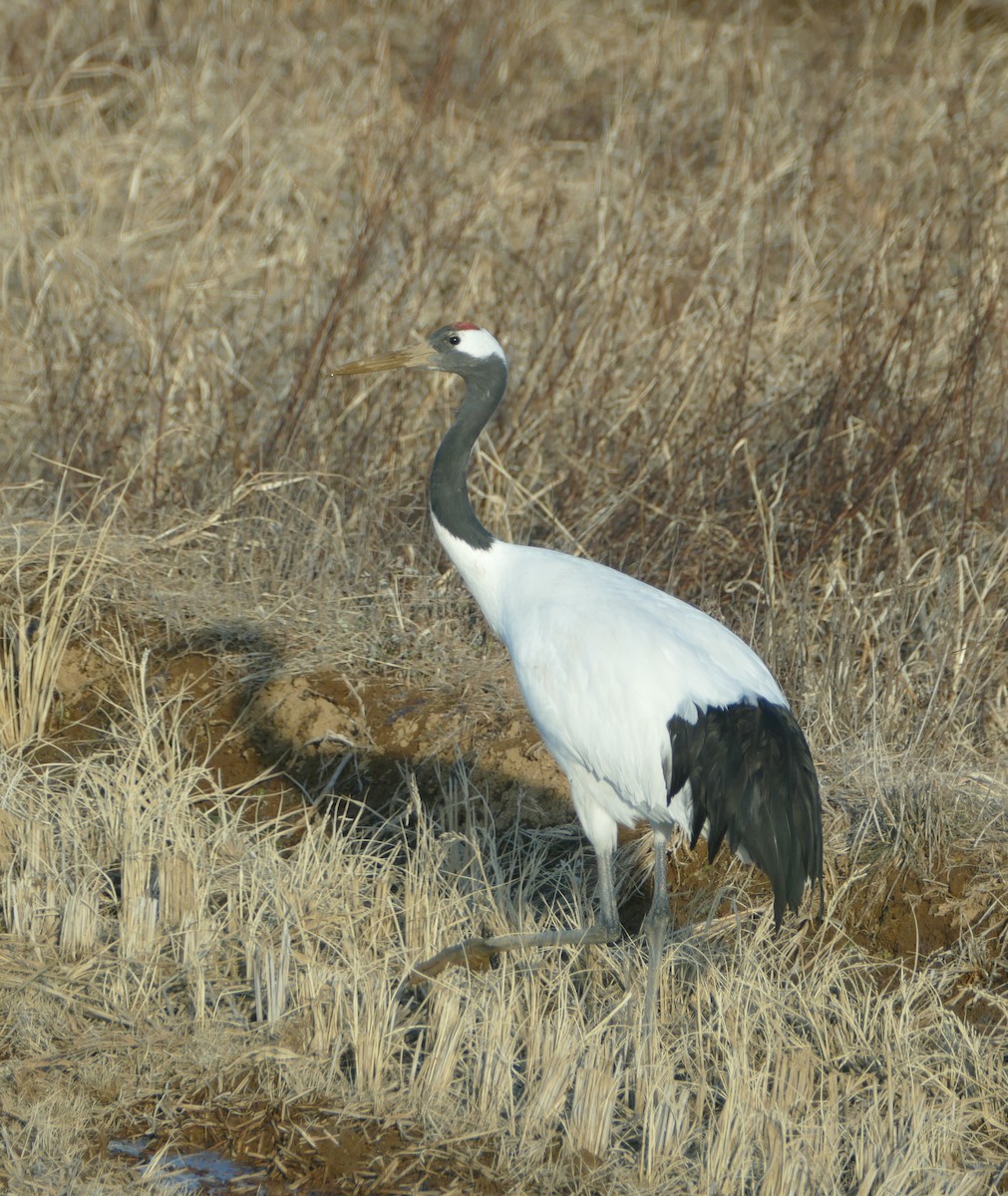 Red-crowned Crane - ML647392832
