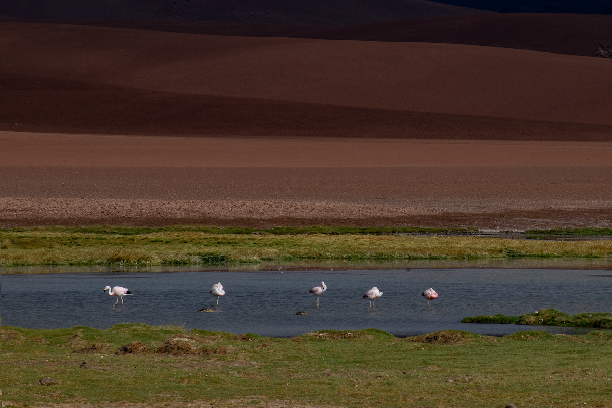 Chilean Flamingo - ML647392833