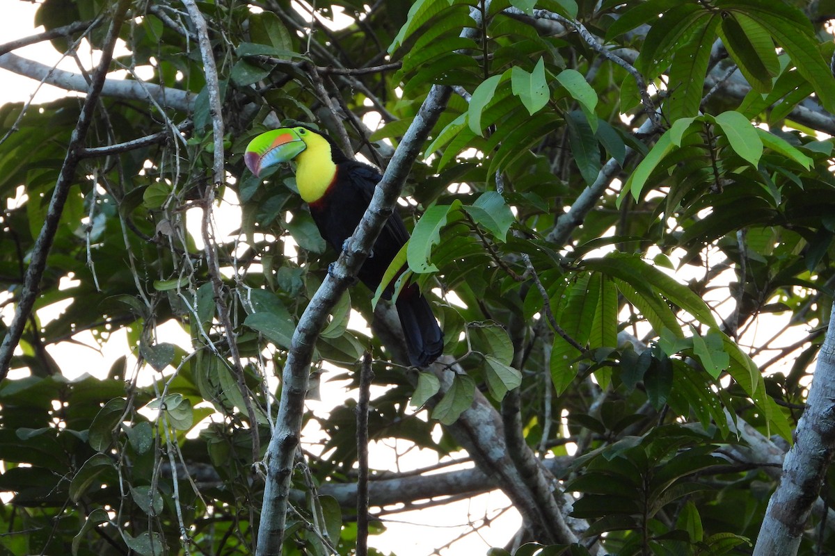 Fischertukan - ML647392841