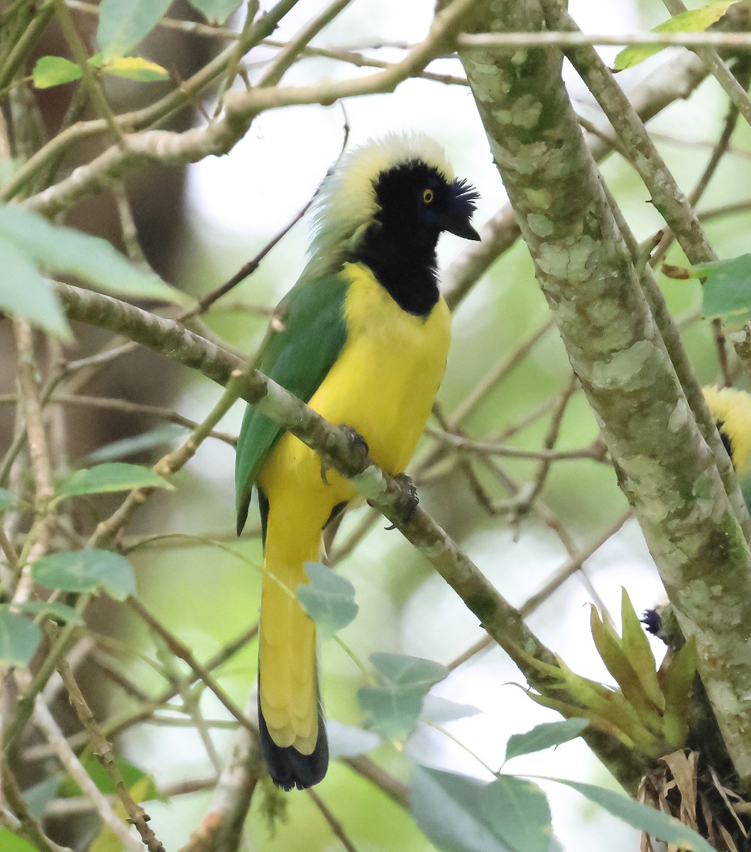 Geai vert - ML647392842