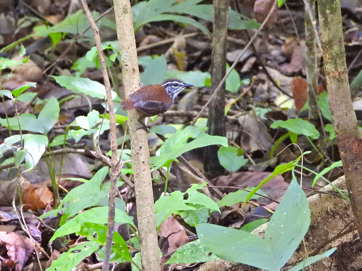 White-breasted Wood-Wren - ML647392844