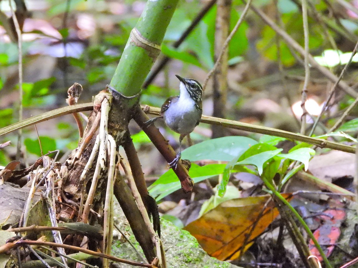 White-breasted Wood-Wren - ML647392845