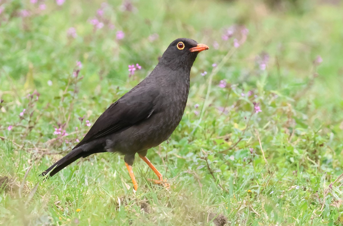 Great Thrush - ML647392846