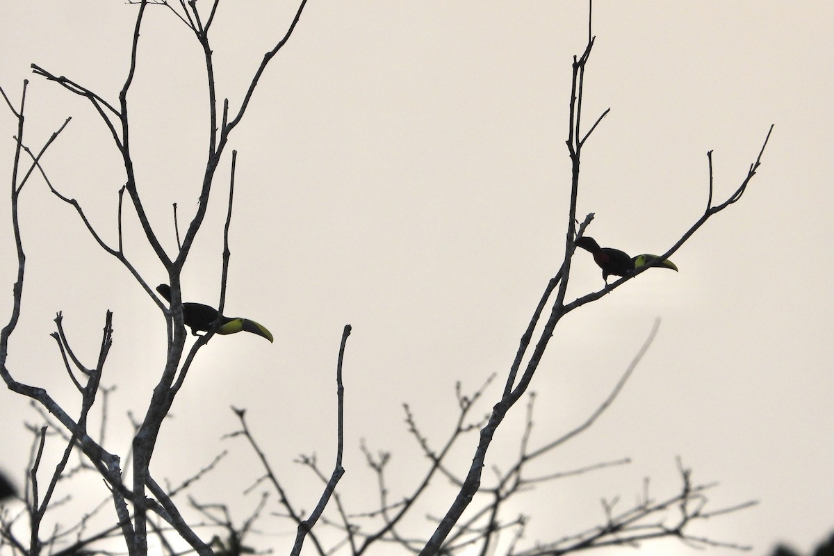 Yellow-throated Toucan - ML647392857