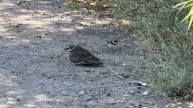 Chorlitejo Culirrojo - ML647392870