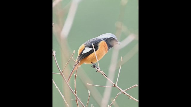 Colirrojo Dáurico - ML647392873