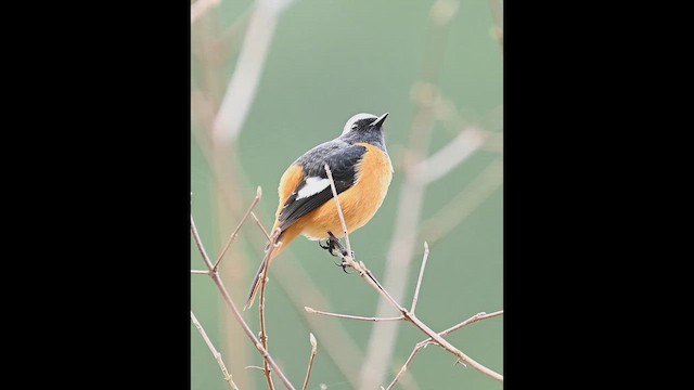 Colirrojo Dáurico - ML647392874