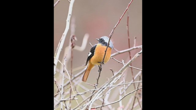 Colirrojo Dáurico - ML647392876