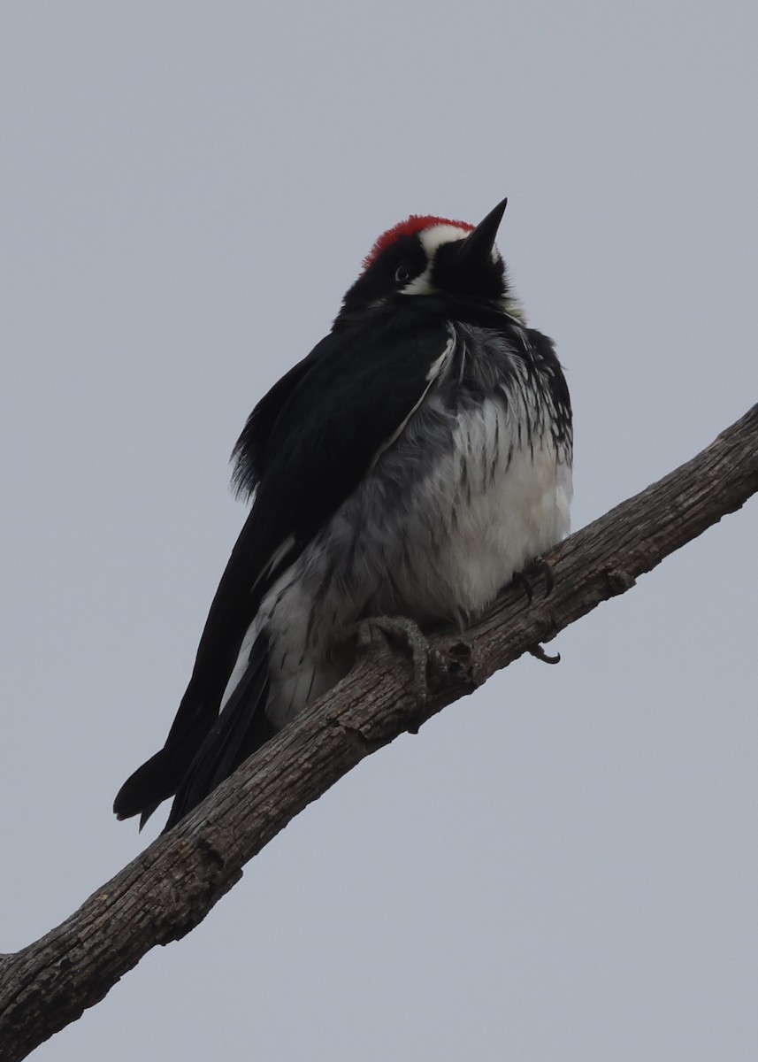 Acorn Woodpecker - ML647392893
