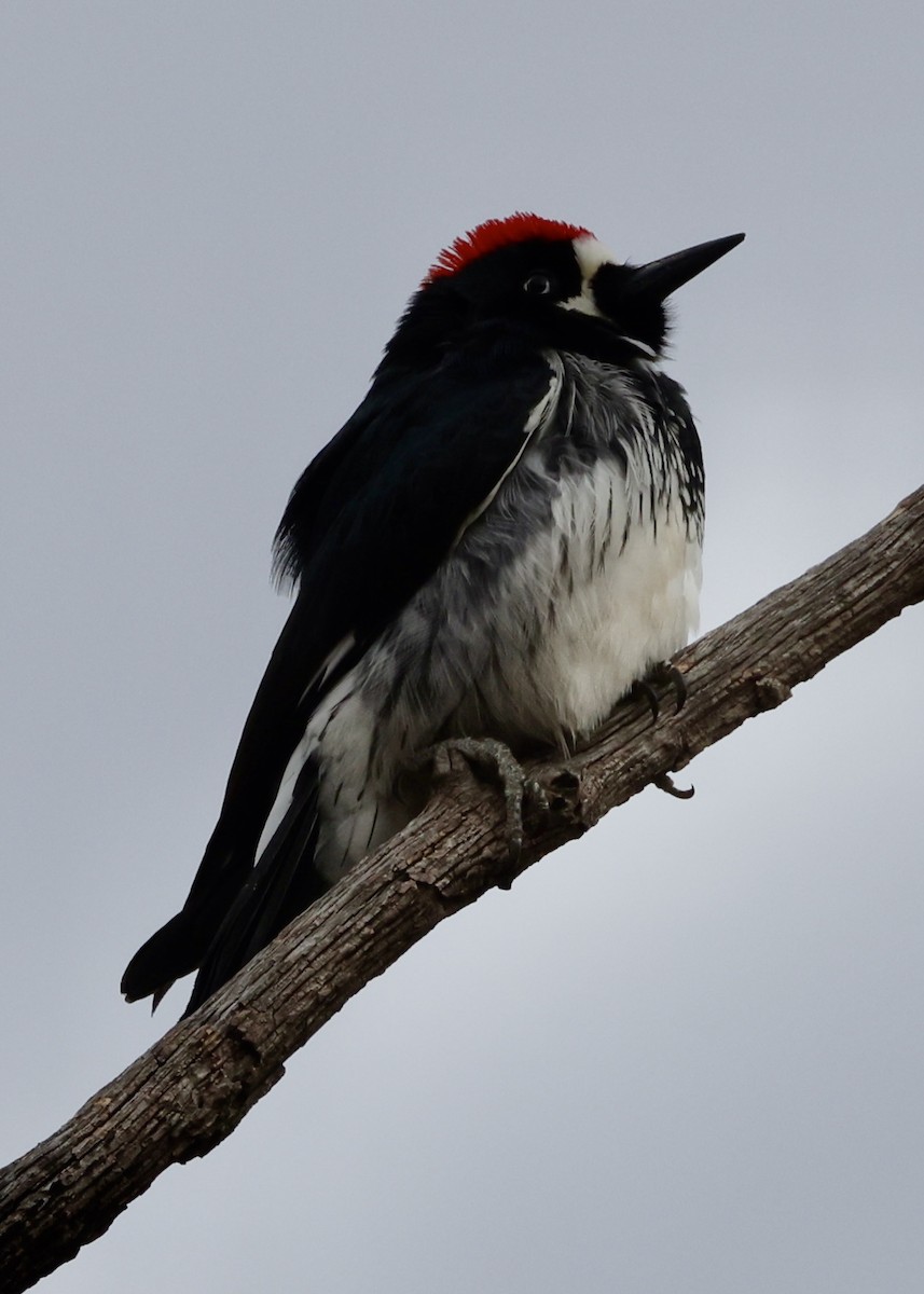 Acorn Woodpecker - ML647392894