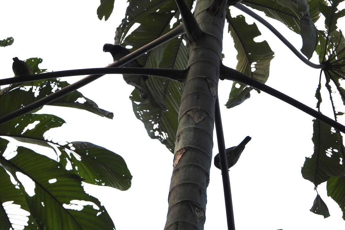 Golden-hooded Tanager - ML647392913