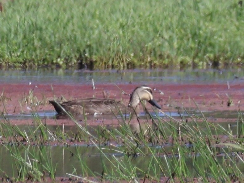 Pacific Black Duck - ML647392942