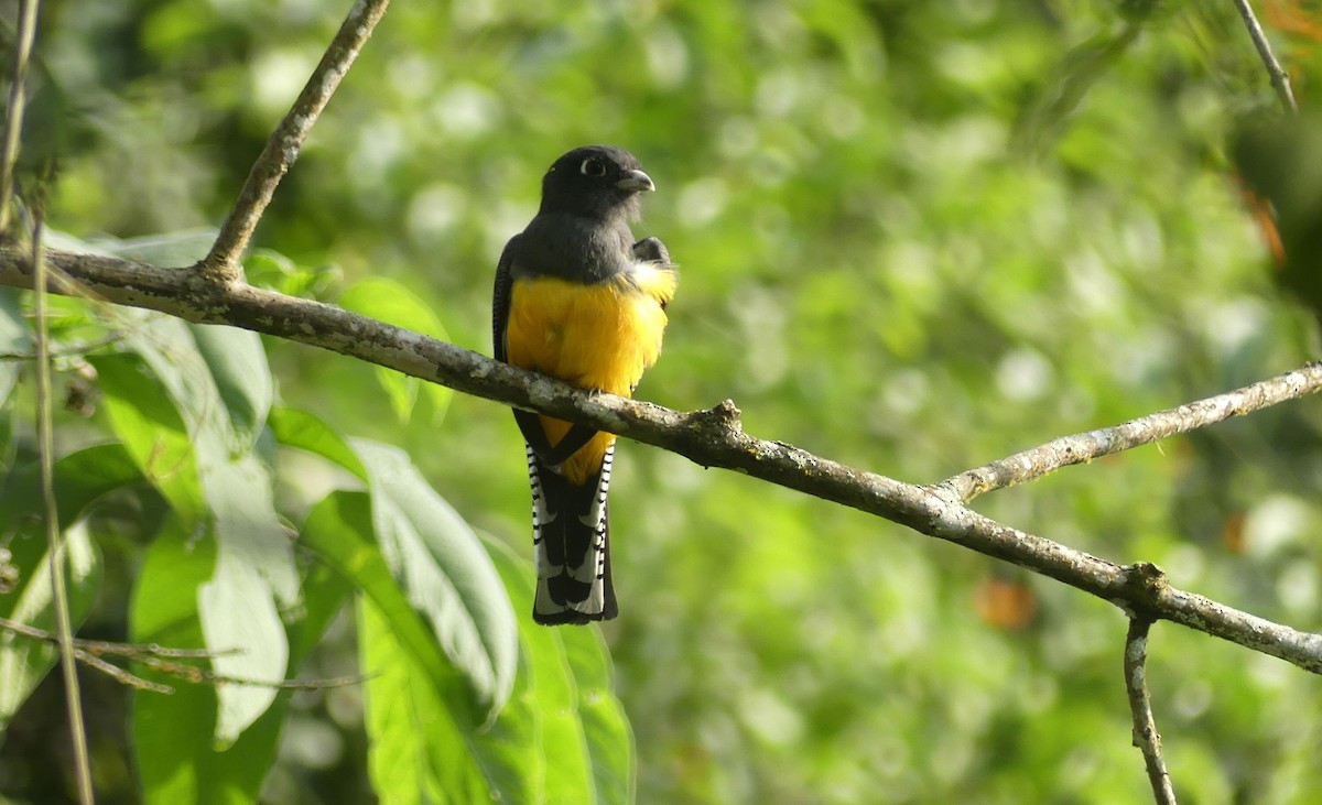 Trogon pattu - ML647392948