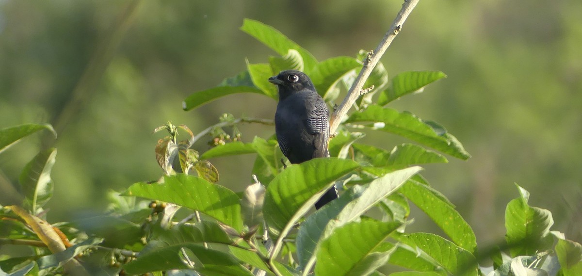 Trogon pattu - ML647392949