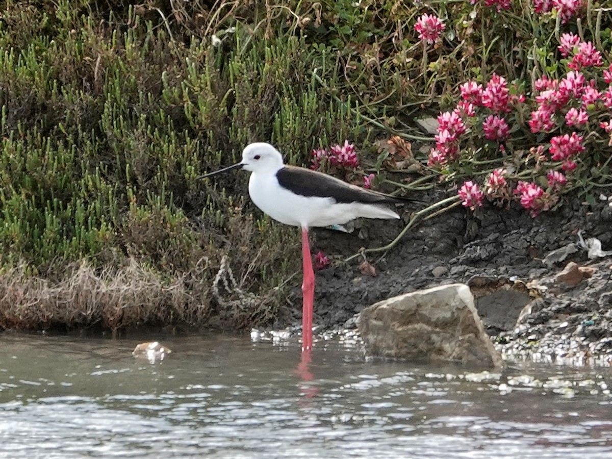 高蹺鴴 - ML647392950