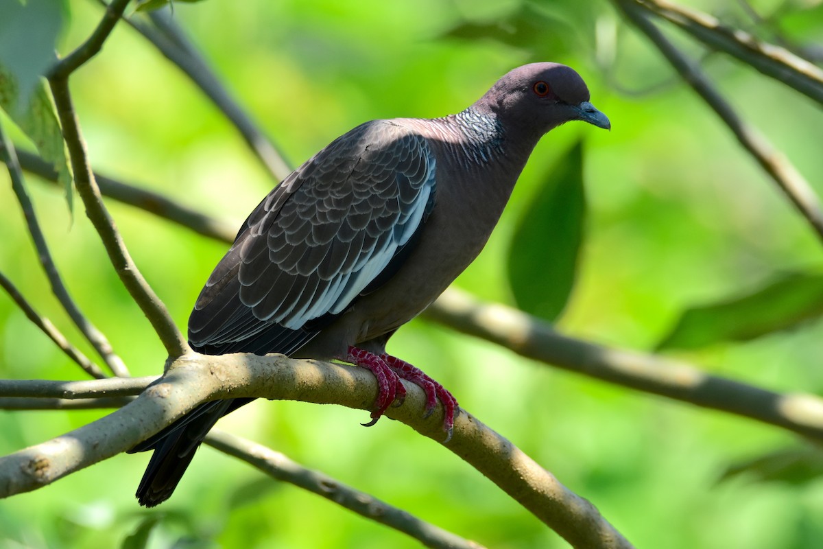 Picazuro Pigeon - ML647392961