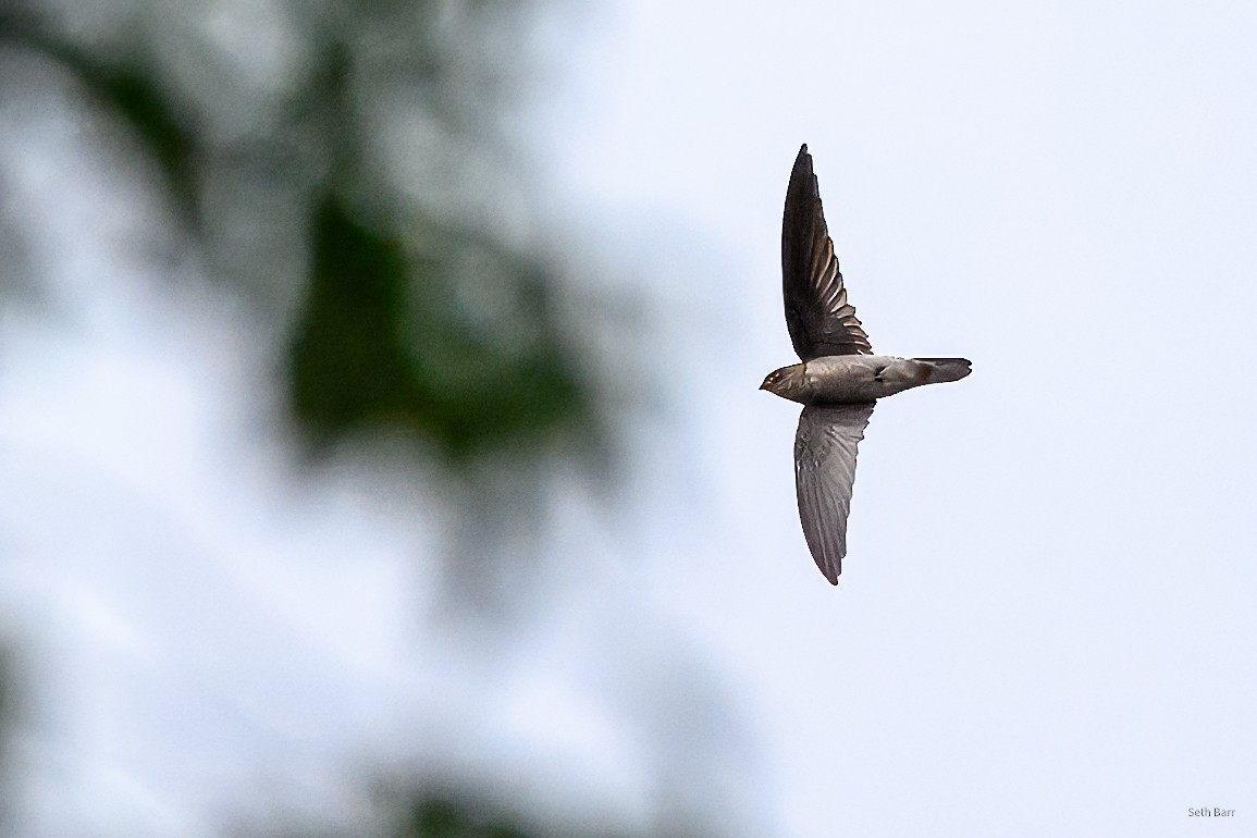 Asian Palm Swift - ML647392964