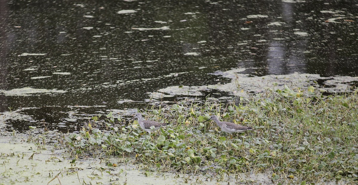 Greater Yellowlegs - ML647392967