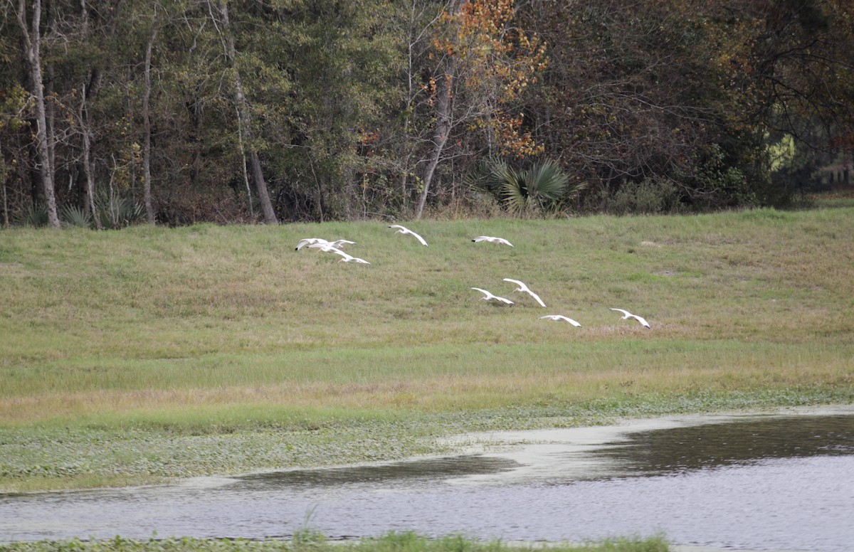 Ibis zuria - ML647392974