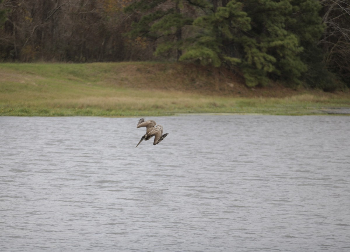 Pelikano arrea - ML647392977
