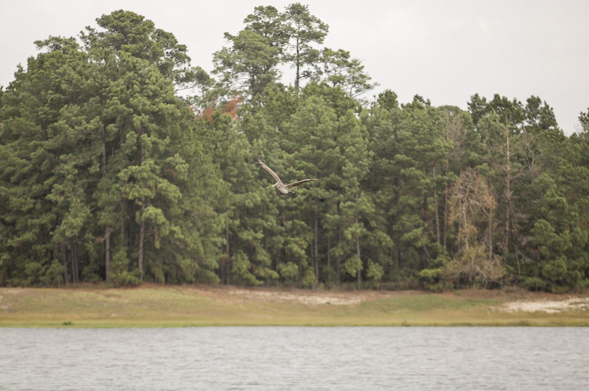 Pelikano arrea - ML647392978