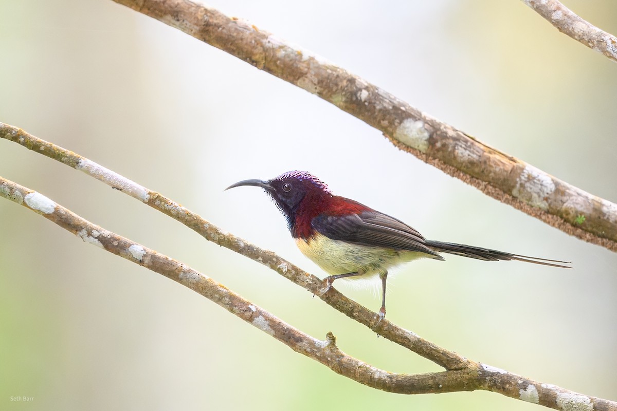 Траурная нектарница [группа saturata] - ML647392986