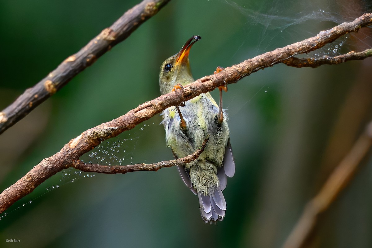 Траурная нектарница [группа saturata] - ML647392987