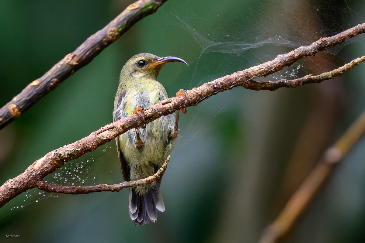 Траурная нектарница [группа saturata] - ML647392988