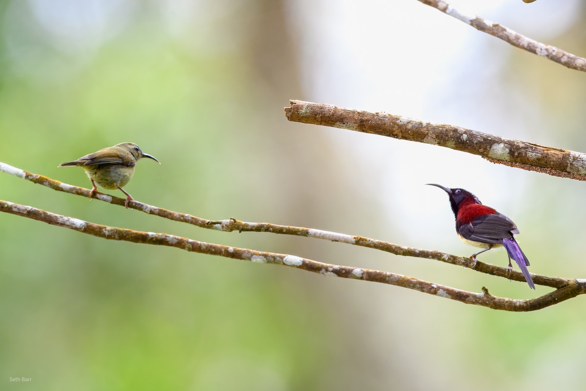 Траурная нектарница [группа saturata] - ML647392989