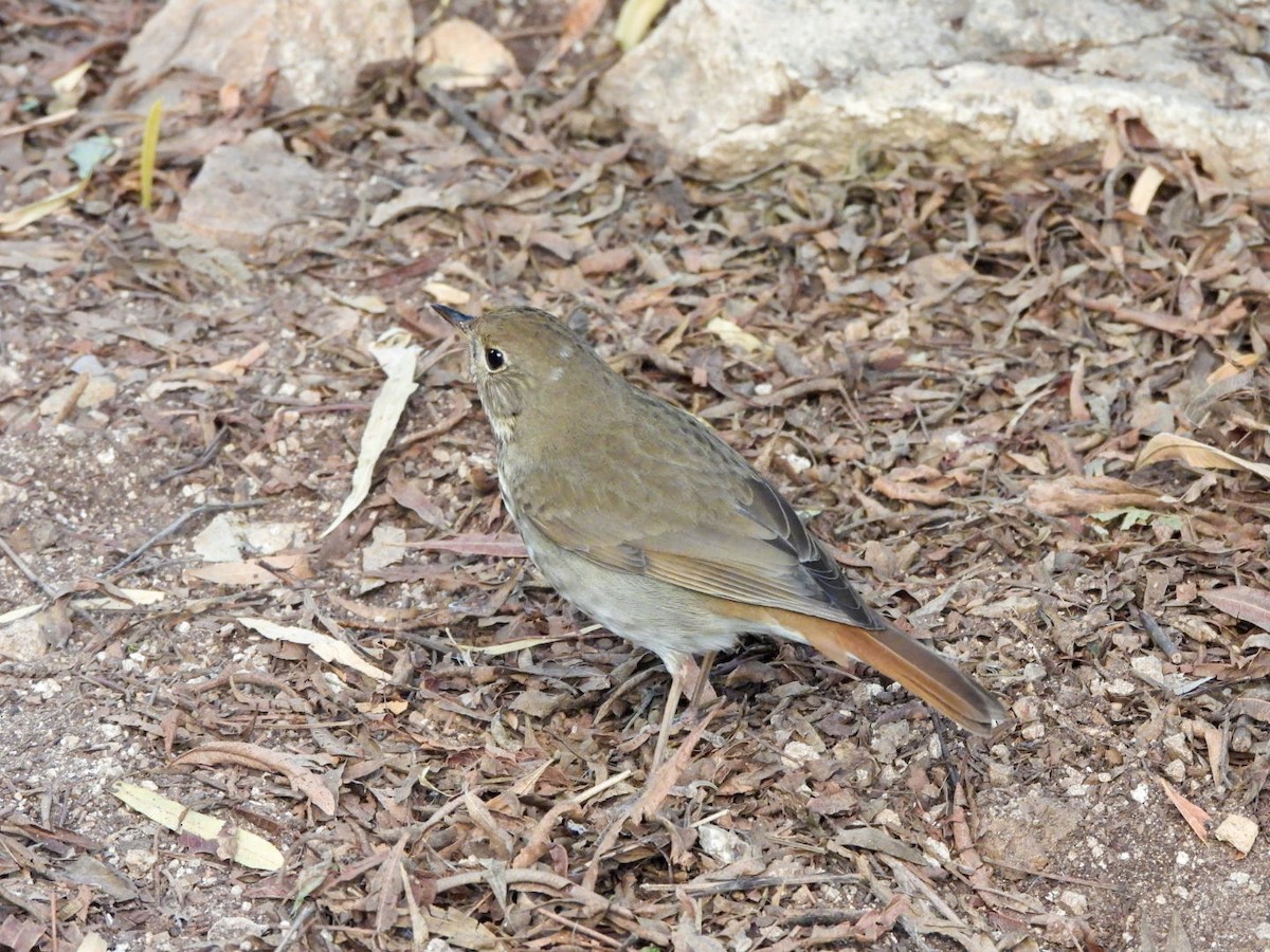 Hermit Thrush - ML647392993