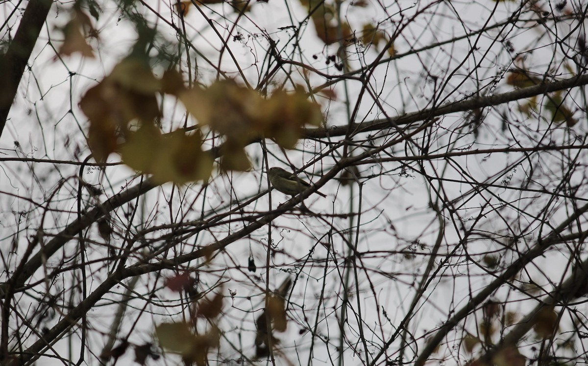 Erregetxo mottogorria - ML647392994