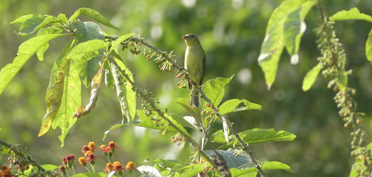 Scarlet Tanager - ML647392995