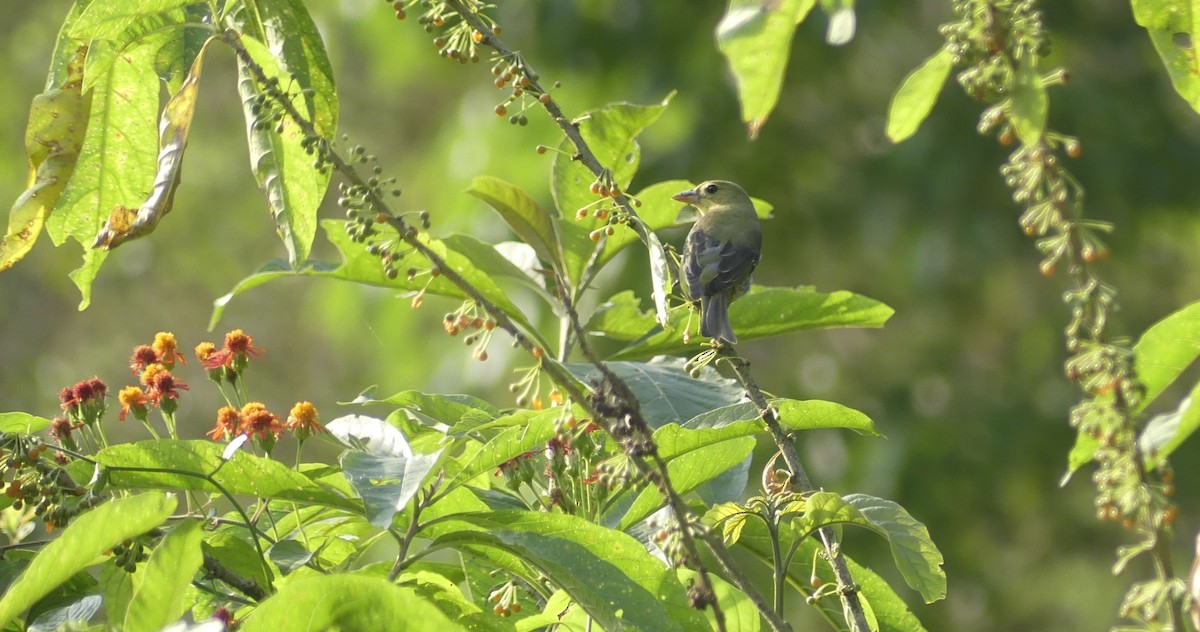 Scarlet Tanager - ML647392996