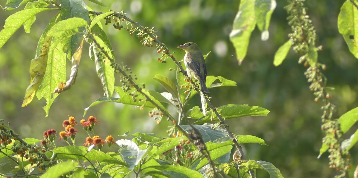 Scarlet Tanager - ML647392997