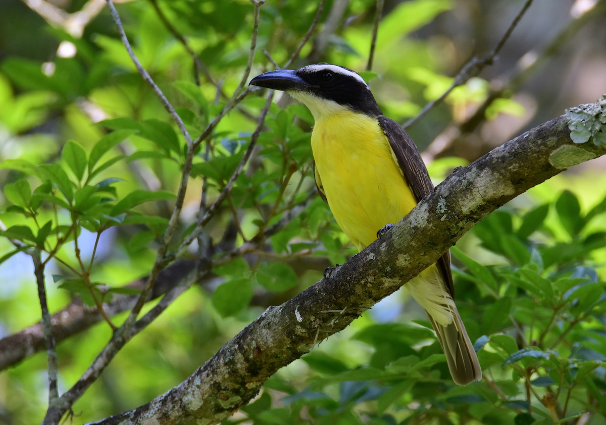 Boat-billed Flycatcher - ML647392998
