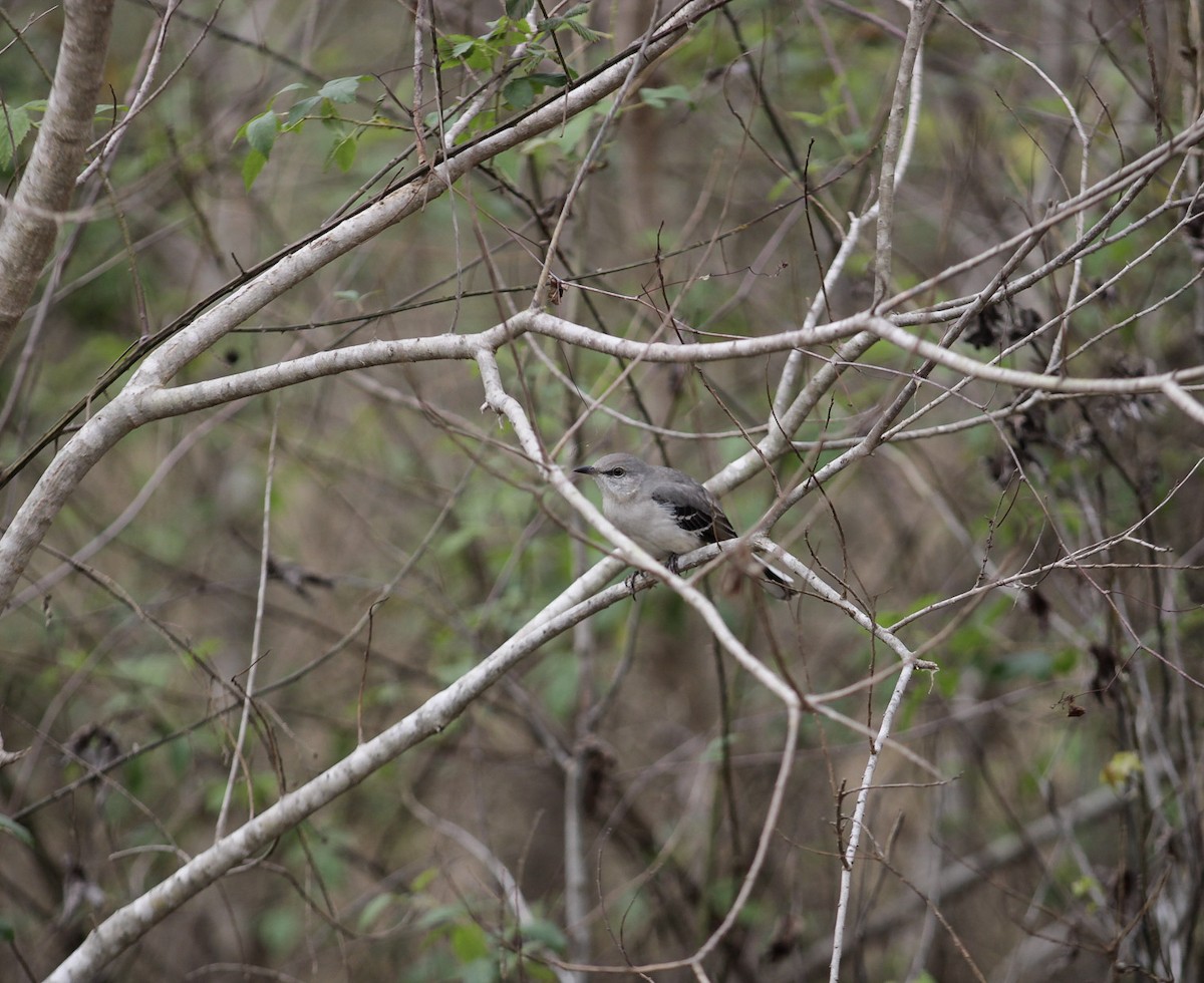 Northern Mockingbird - ML647392999