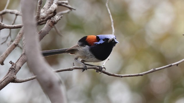 Blue-breasted Fairywren - ML647393023
