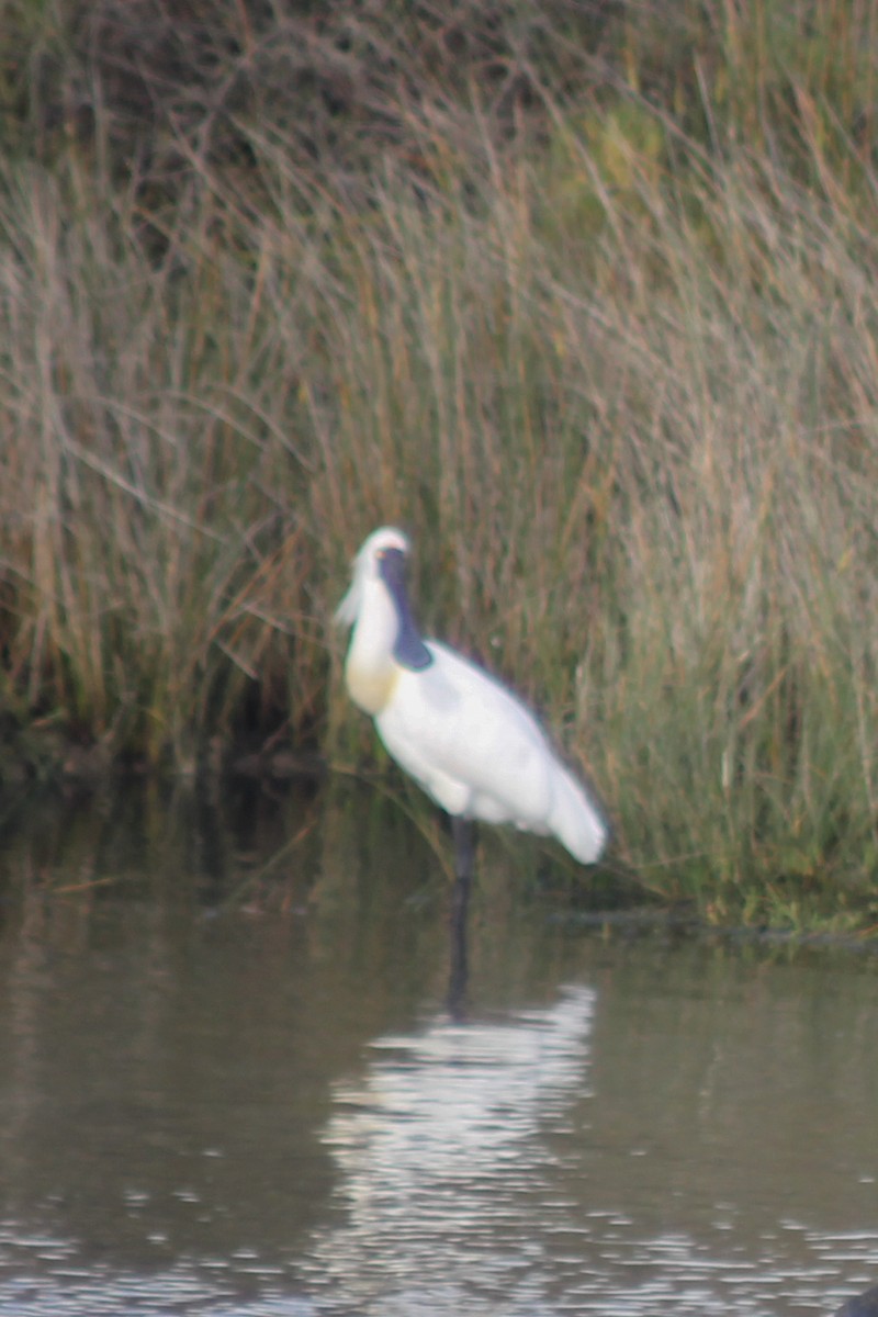 Kara Yüzlü Kaşıkçı - ML647393027