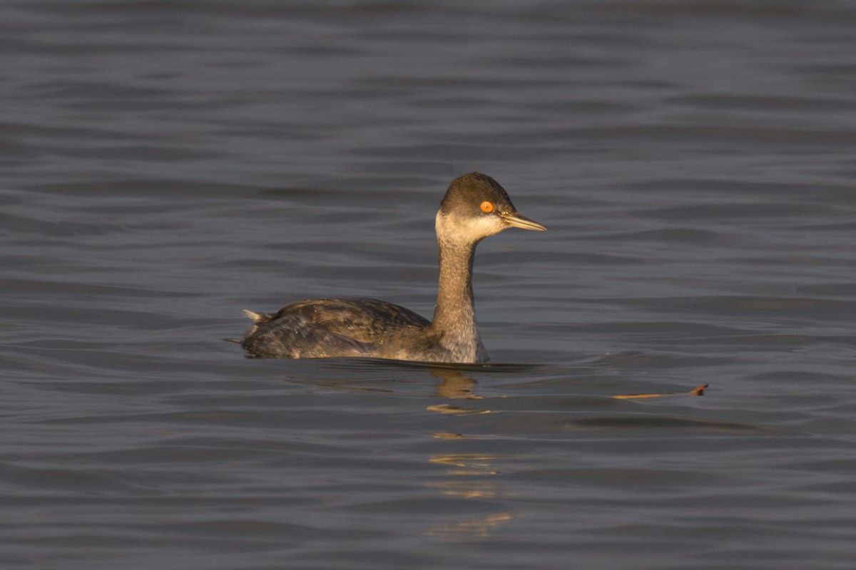 Eared Grebe - ML647393028