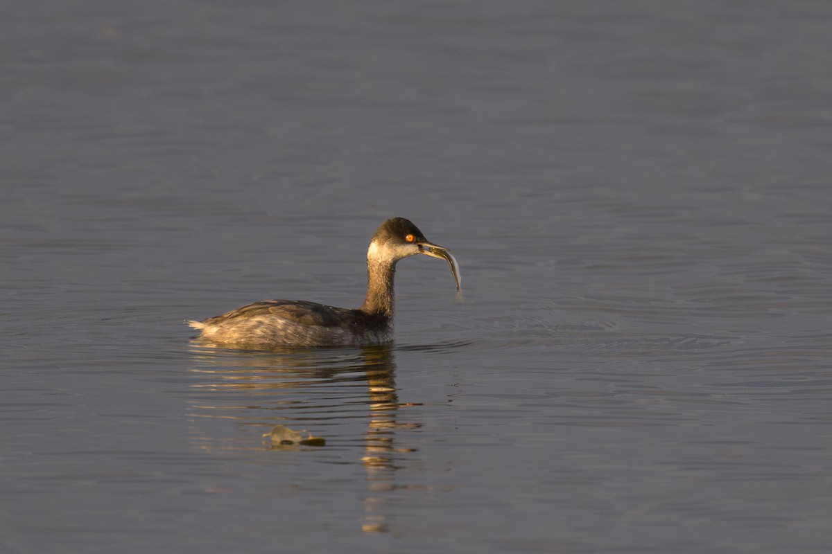 Eared Grebe - ML647393029