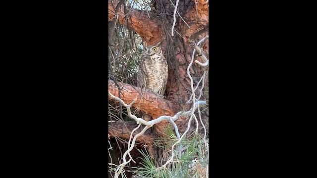 Búho Americano - ML647393036