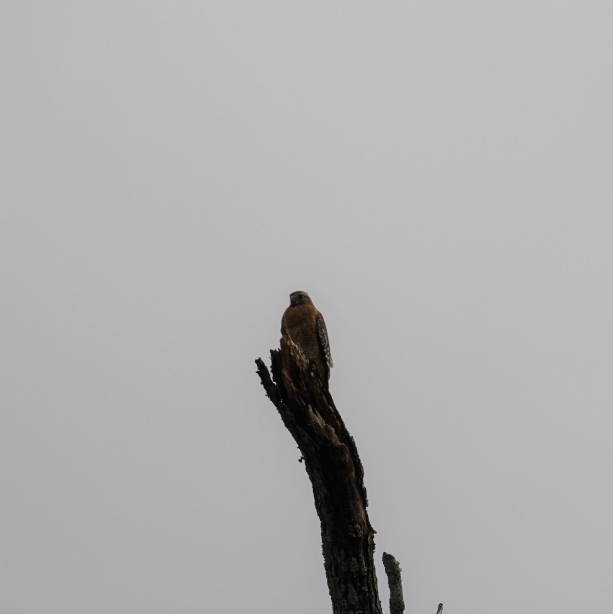Red-shouldered Hawk - ML647393054