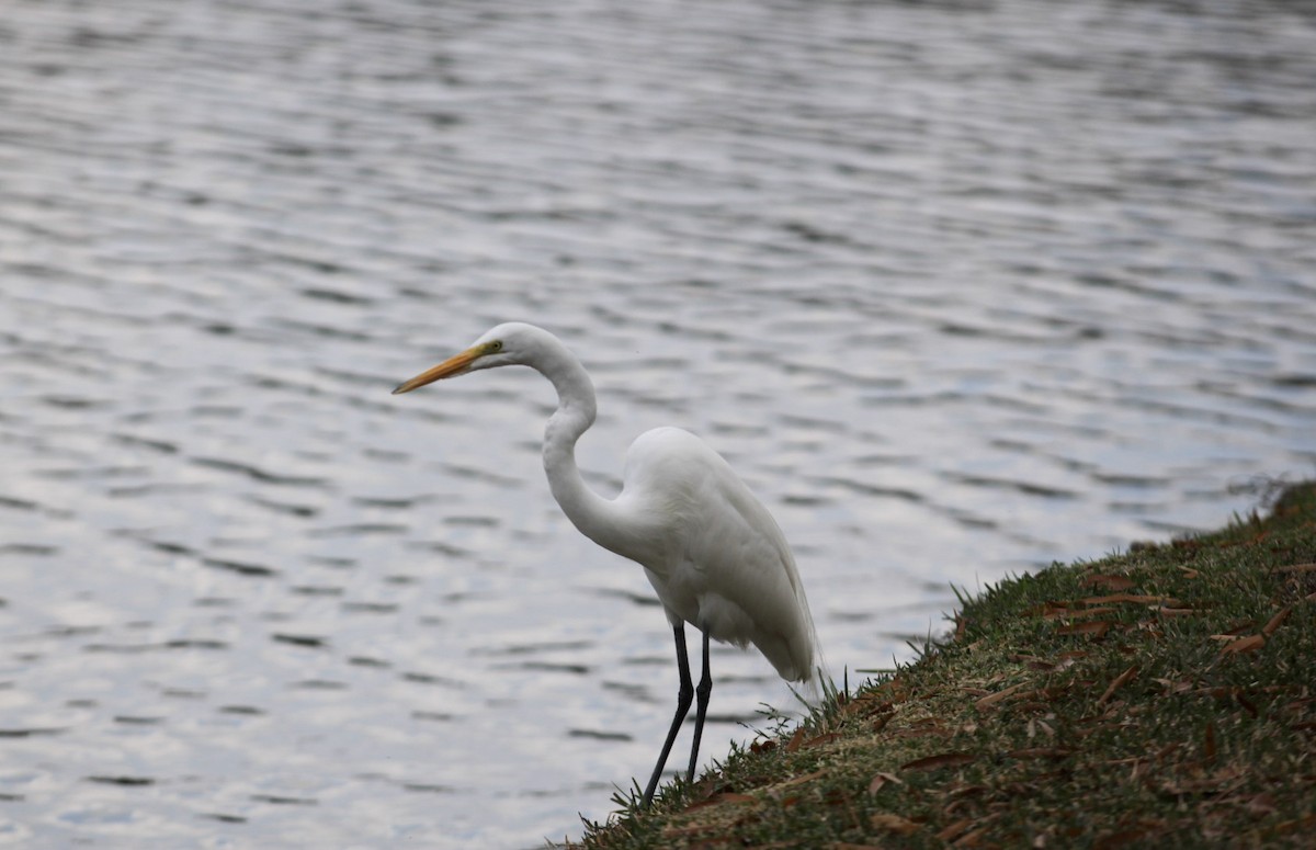 Koartza zuria - ML647393071