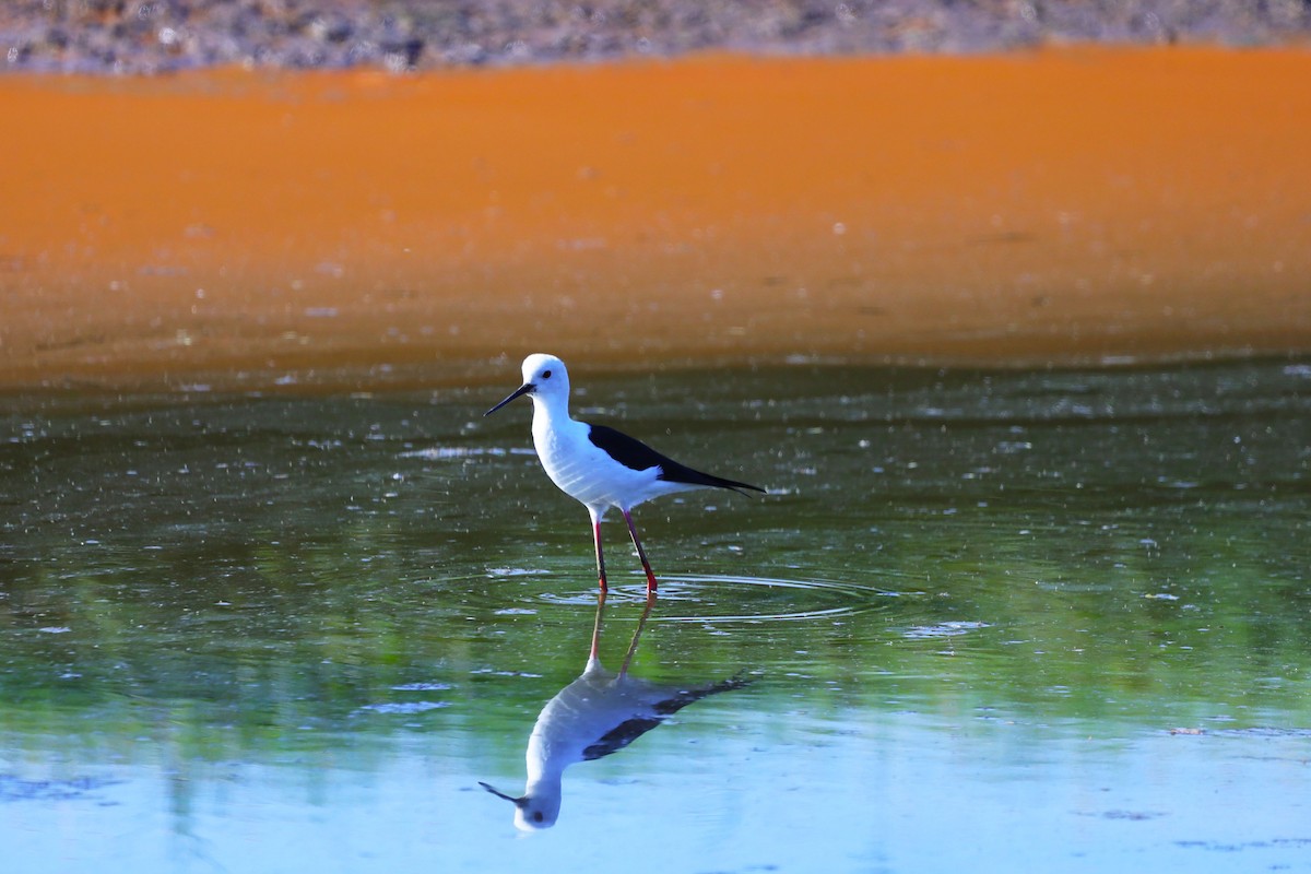 高蹺鴴 - ML647393075