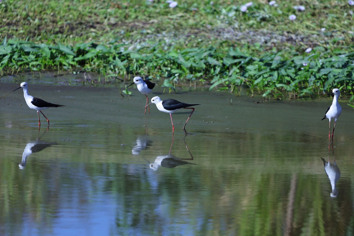 高蹺鴴 - ML647393076