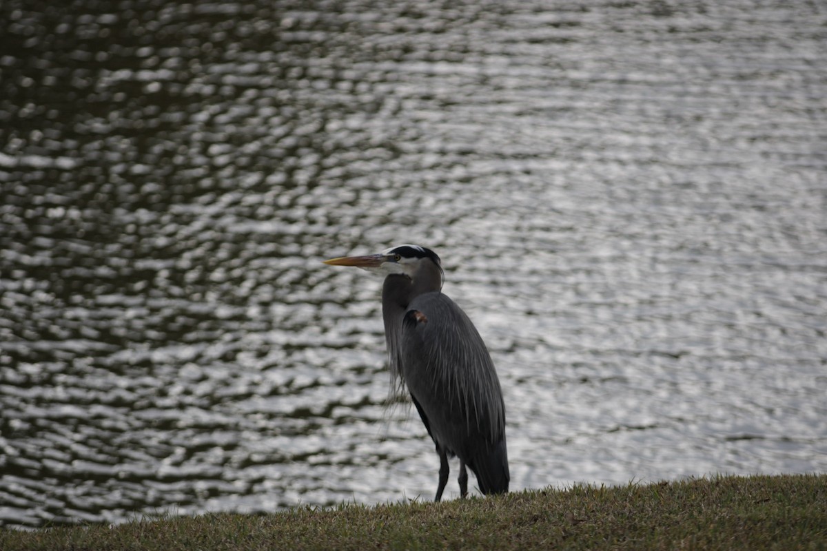 Koartza hauskara amerikarra - ML647393077