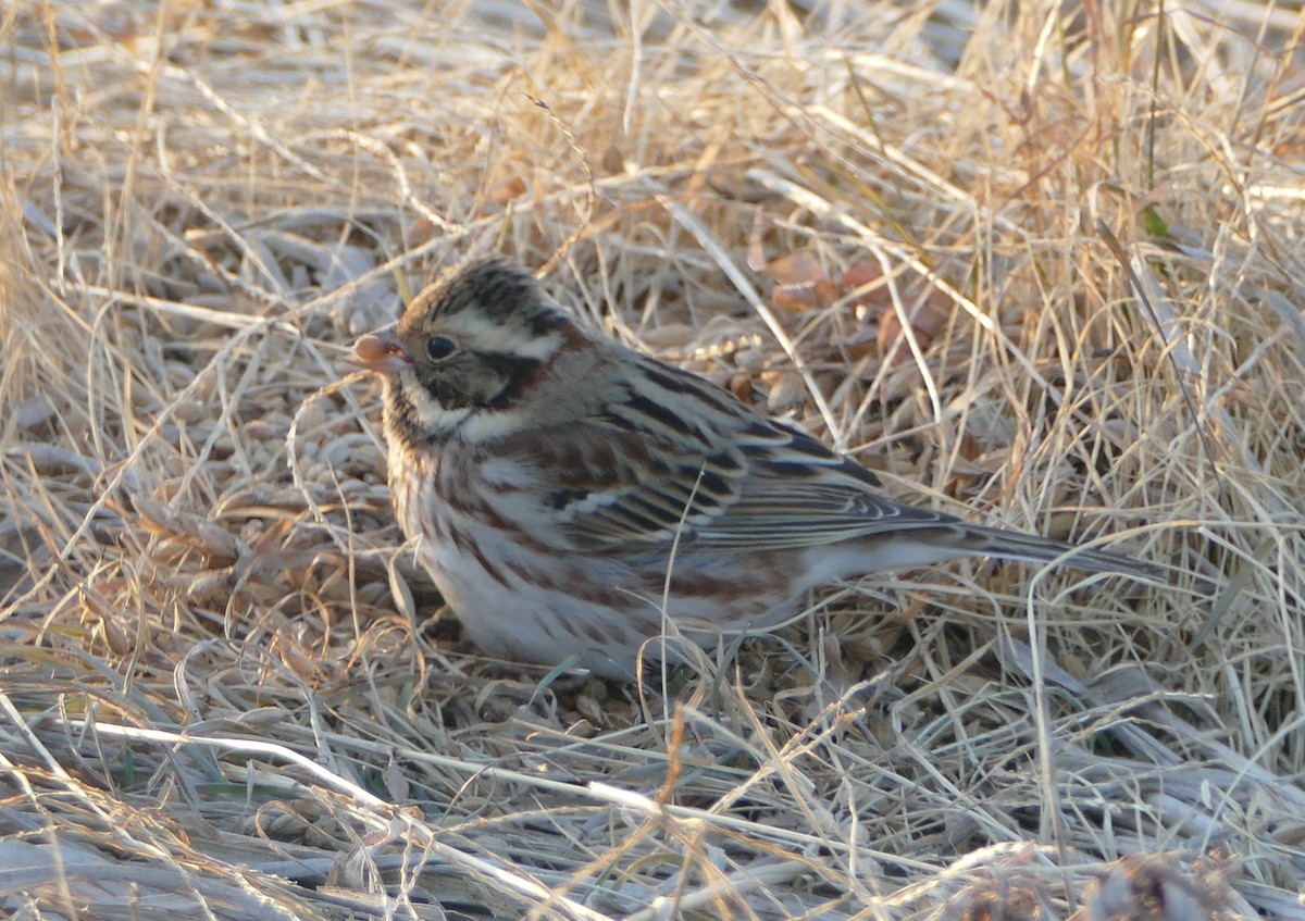 Овсянка-ремез - ML647393081
