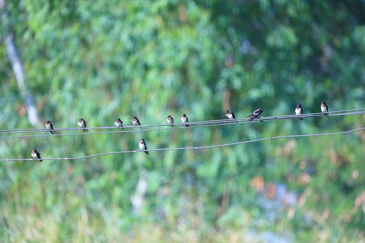 Ластівка сільська - ML647393084