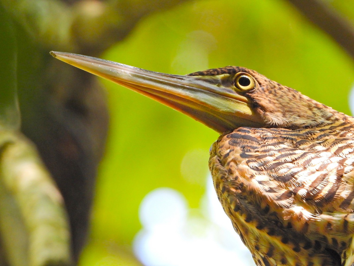 Onoré du Mexique - ML647393113