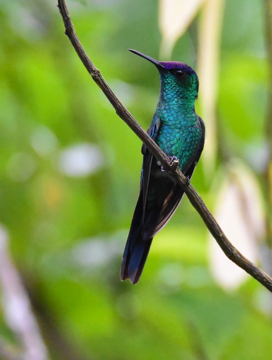 Violet-capped Woodnymph - ML647393120